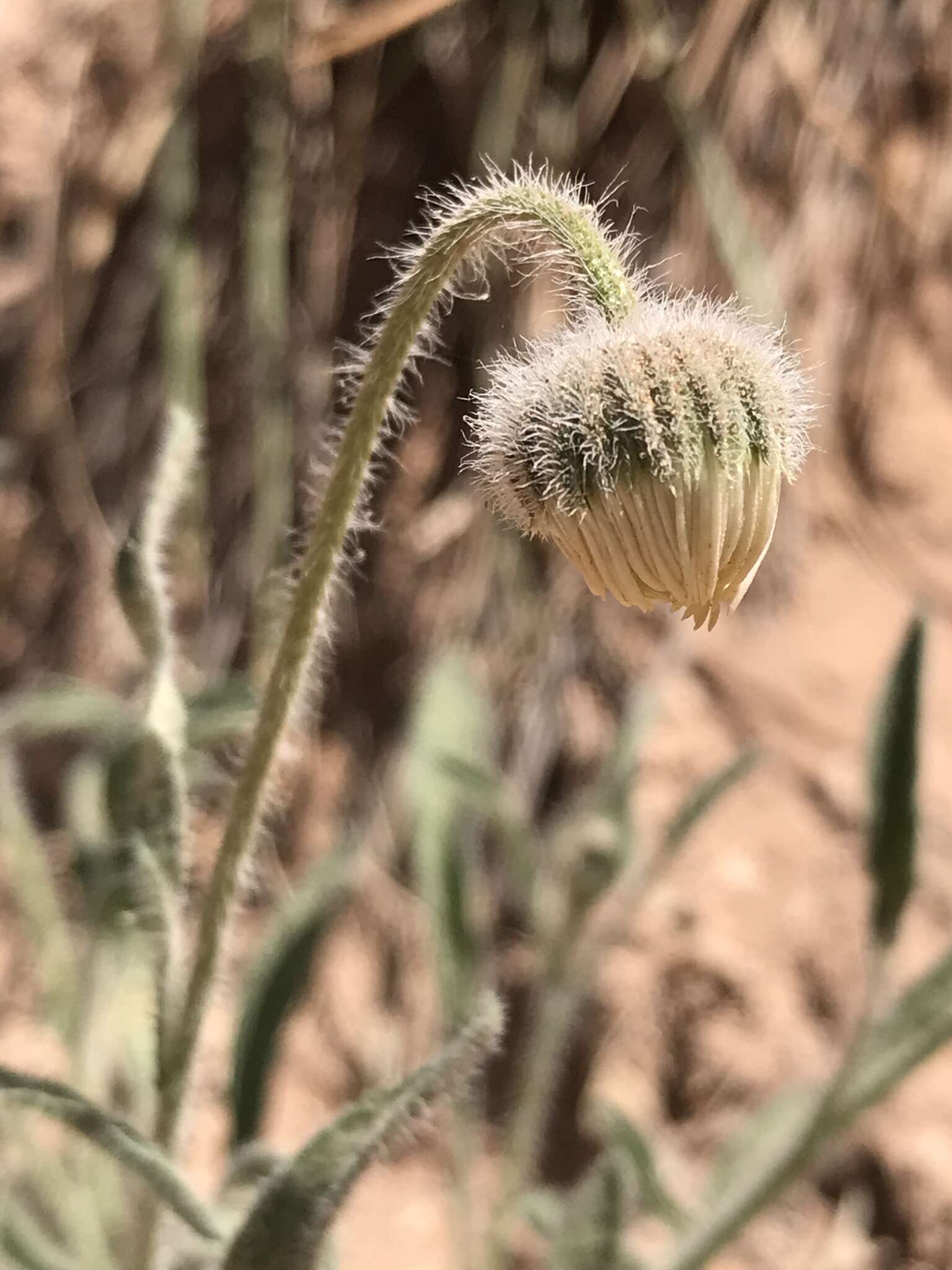 Image of Navajo fleabane