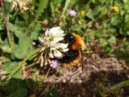 Image de Bombus dahlbomii Guérin-Méneville 1835