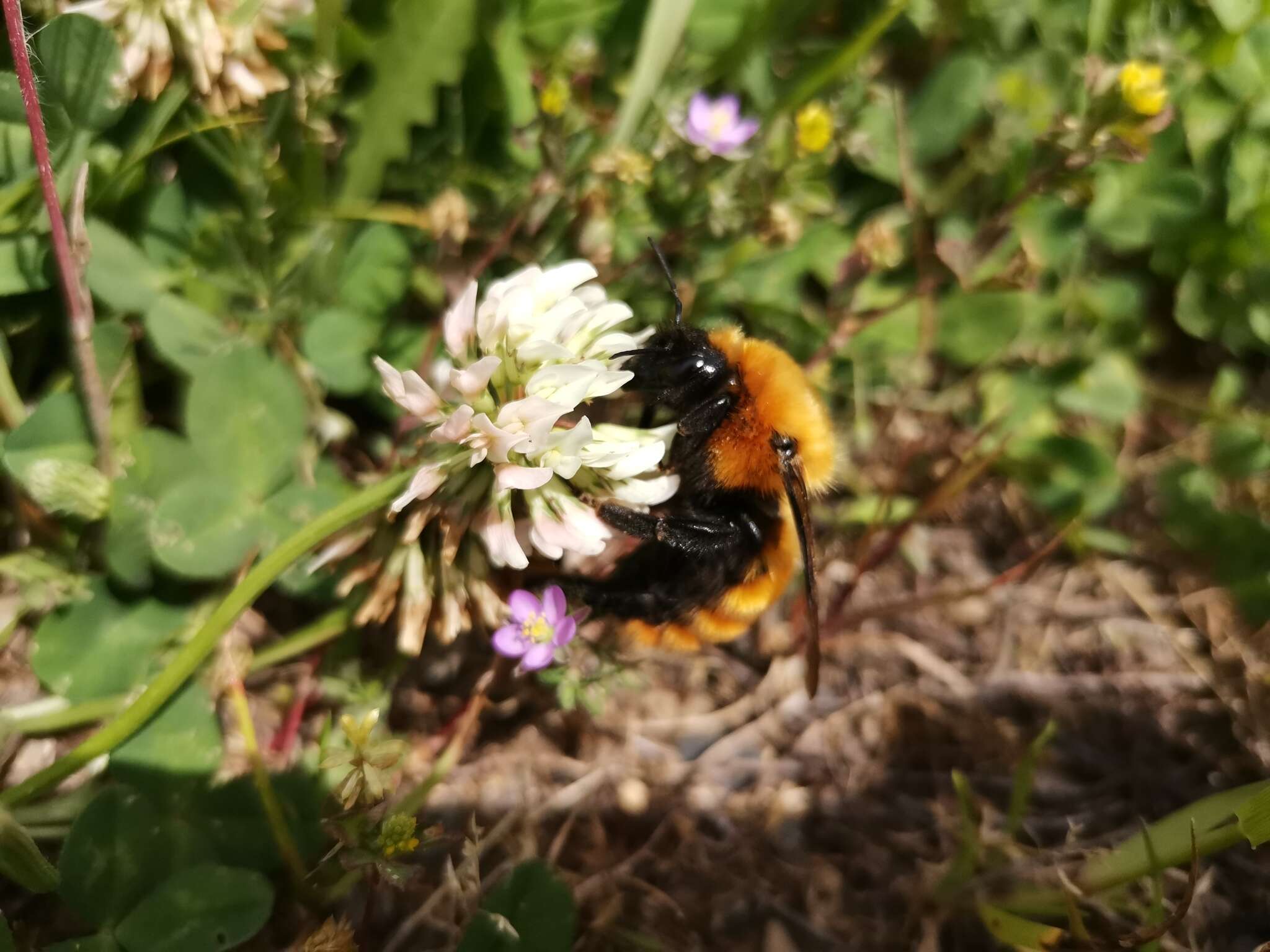 Image de Bombus dahlbomii Guérin-Méneville 1835