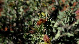 Image of Monsonia lheritieri (Sw.) Steud.