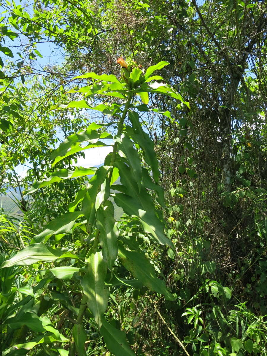 Image of Costus guanaiensis var. tarmicus (Loes.) Maas