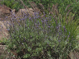 Image of Lavandula minutolii Bolle