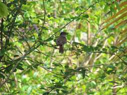 Image of Puerto Rican Flycatcher