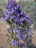 Image de Calytrix leschenaultii (Schauer) Benth.