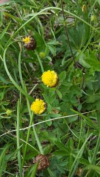 Image of brown clover