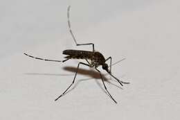 Image of Aedes squamiger (Coquillett 1902)