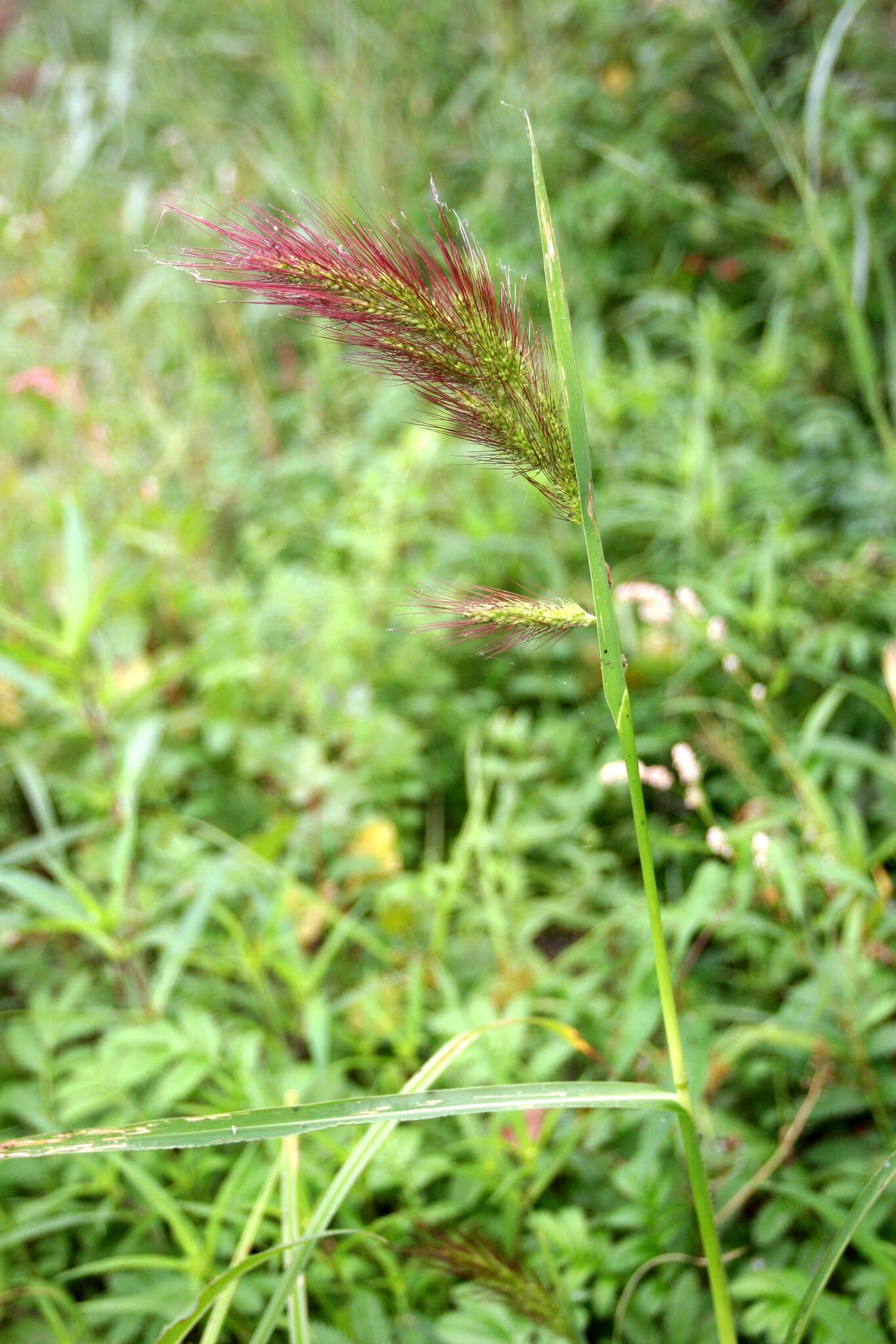 Image of Long-Awn Cock's-Spur Grass
