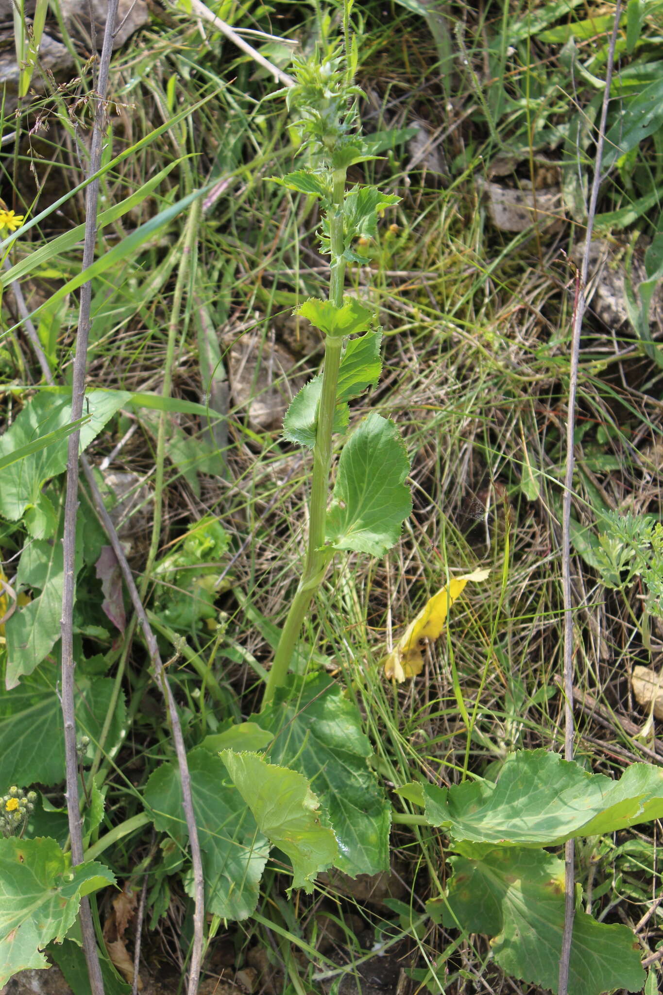 Imagem de Eryngium planum L.