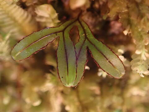 Hymenophyllum armstrongii (Bak.) Kuhn resmi