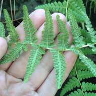 Image of Woodsia mollis (Kaulf.) J. Sm.