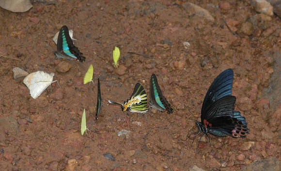 Image of <i>Graphium <i>sarpedon</i></i> sarpedon