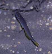 Image of Cairns Rainbowfish