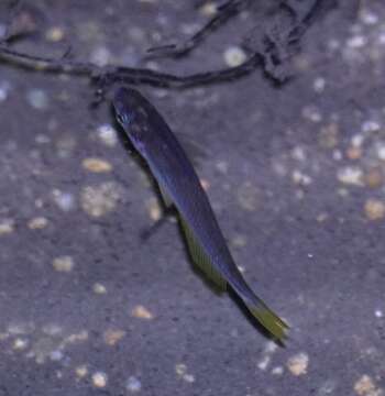 Image of Cairnsichthys