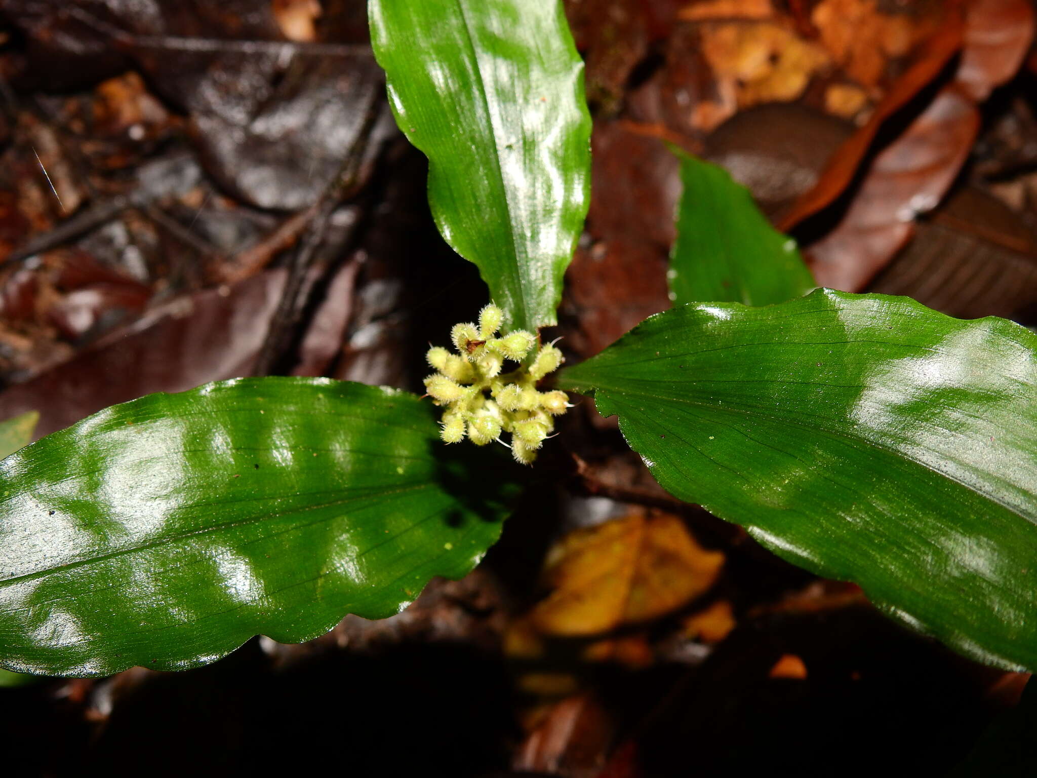 Image of Floscopa peruviana Hassk. ex C. B. Clarke