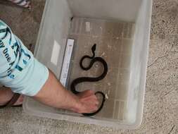 Image of Ringed Tree Boa