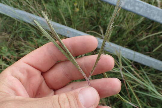 Image of Angleton bluestem