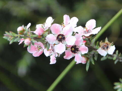 Imagem de Leptospermum scoparium Forst.