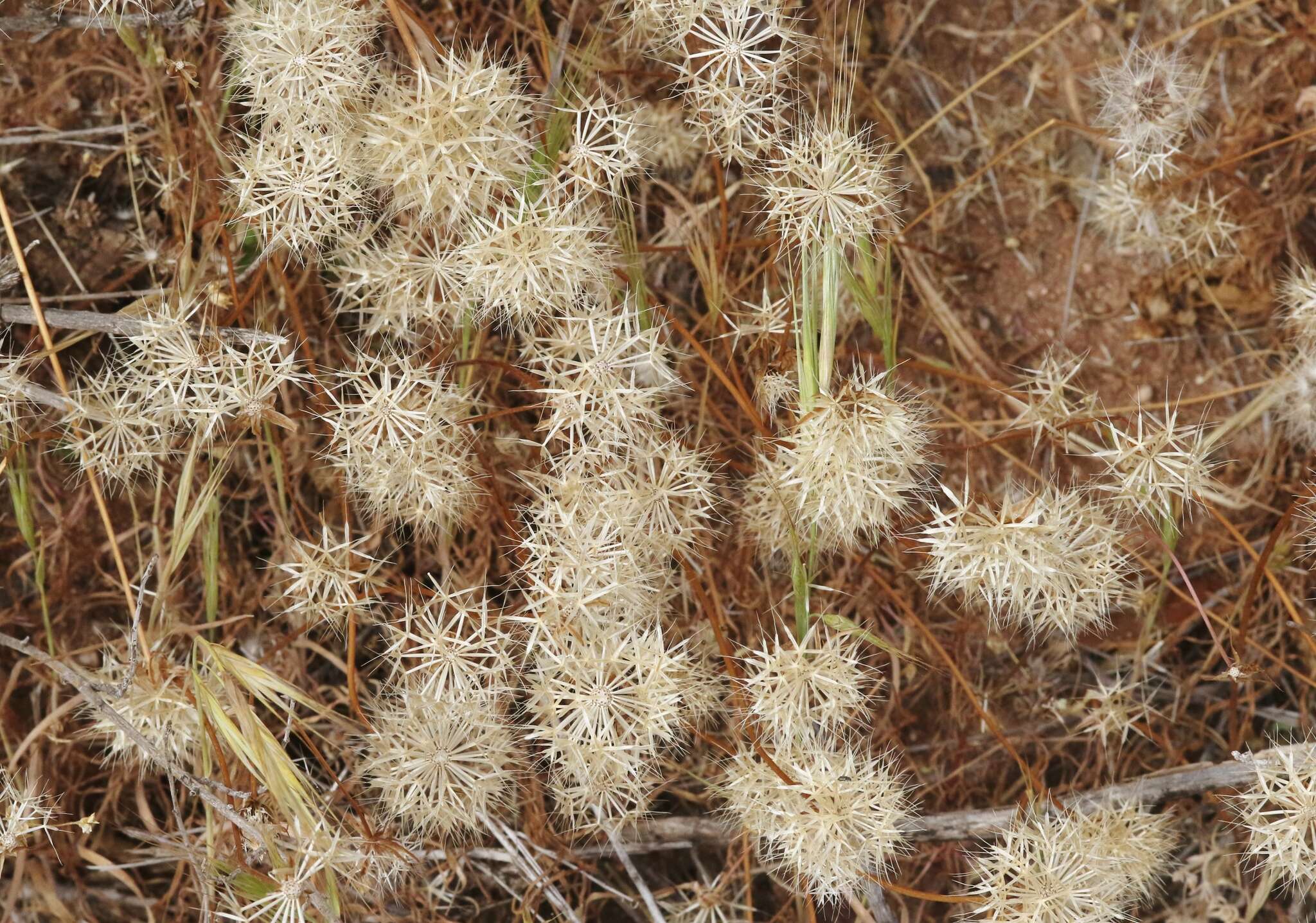 Image of grassland silverpuffs