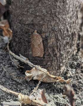 Image of Acleris maccana Treitschke 1835