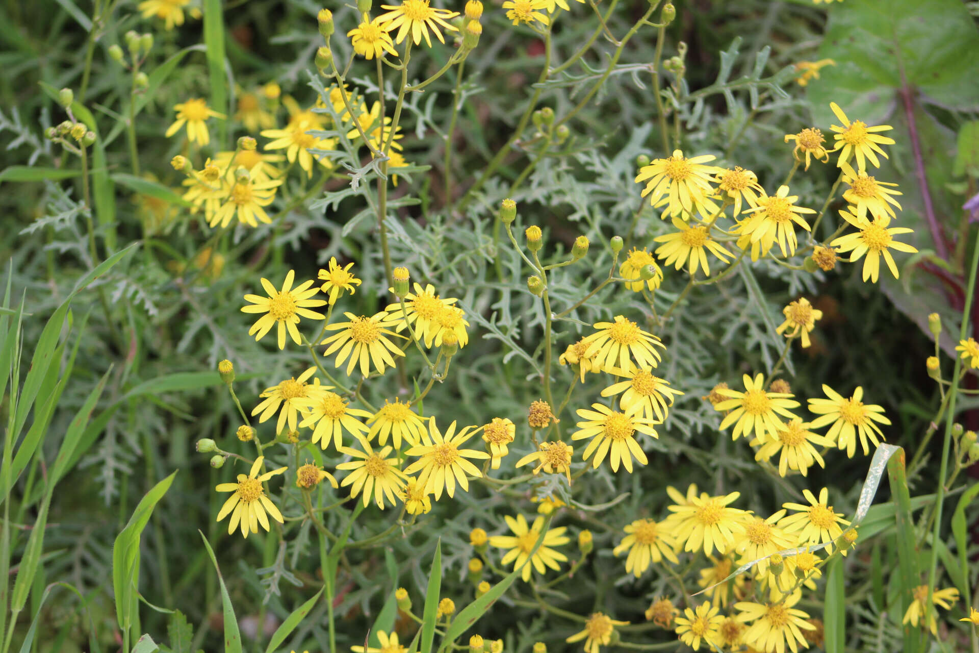 Plancia ëd Senecio lyonii A. Gray ex Lyon