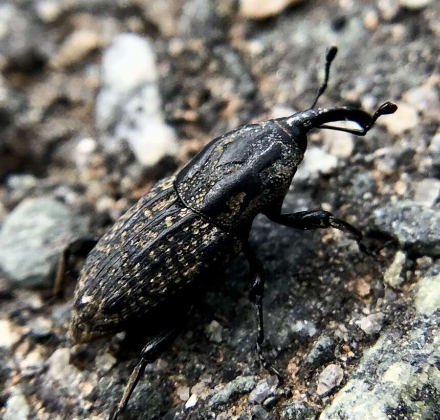 Image of Weevil