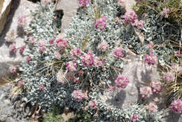 Imagem de Eriogonum ovalifolium var. nivale (Canby ex Coville) M. E. Jones