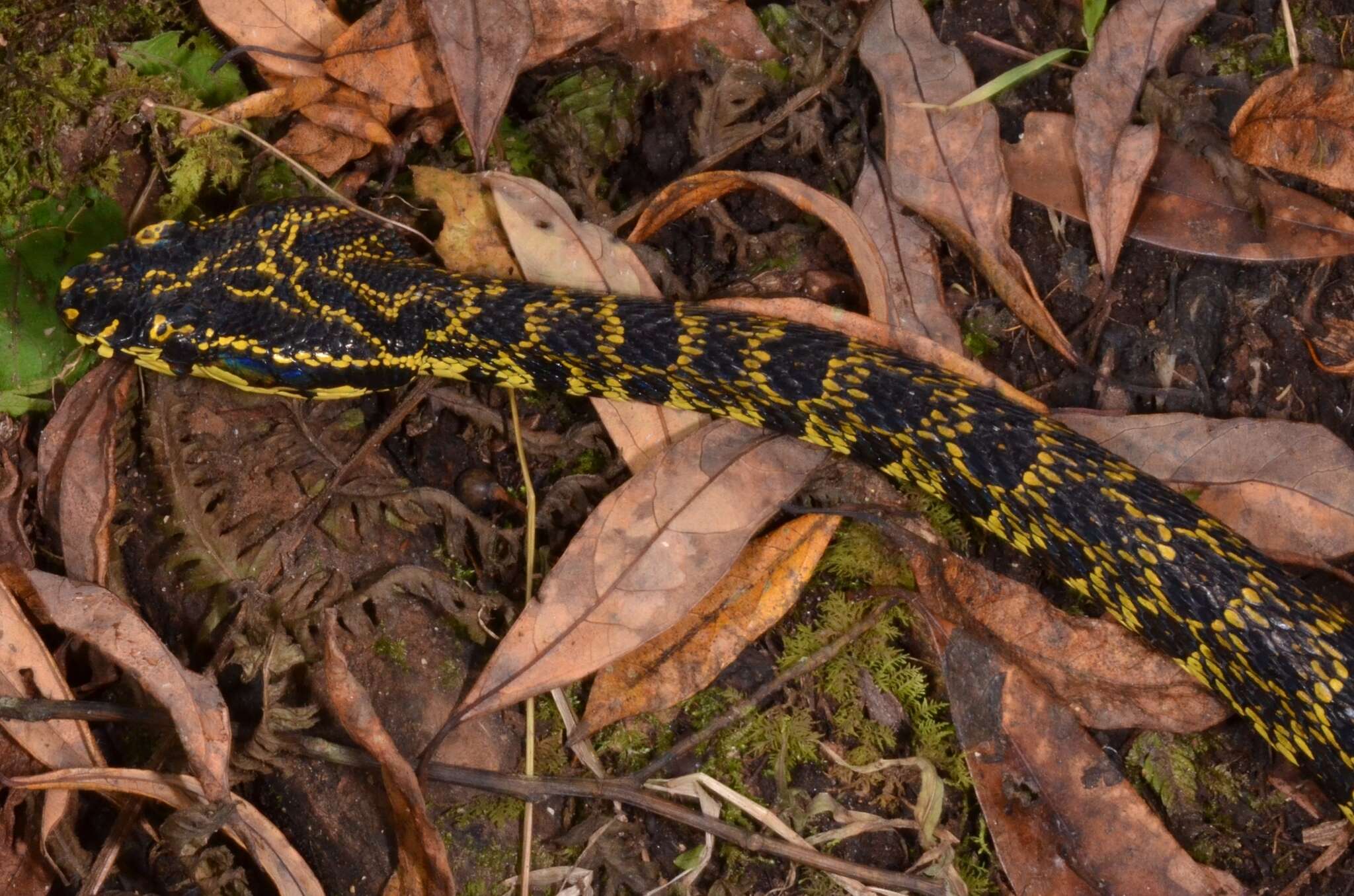 Image of Jerdon's Pitviper