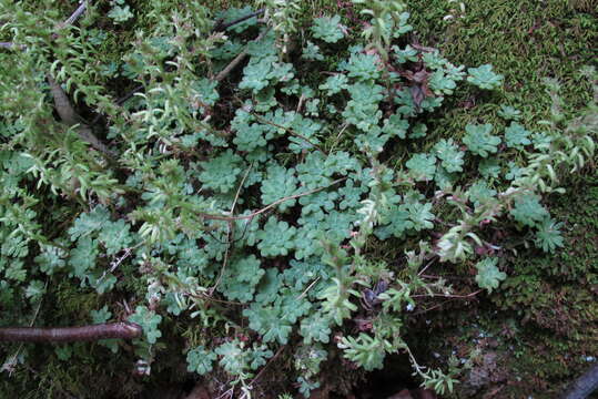 Image of cliff stonecrop