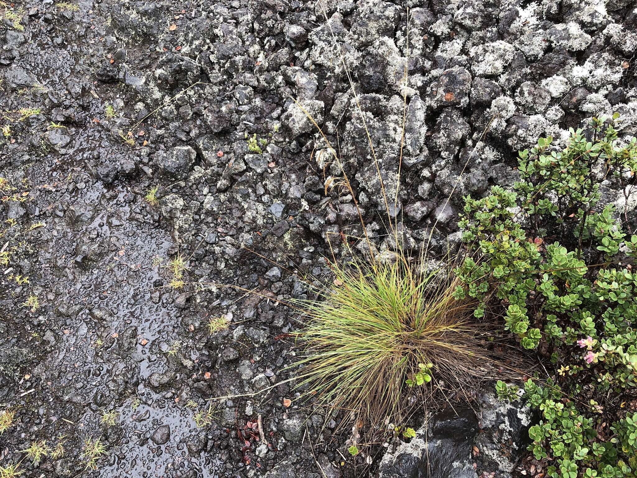 Image of Hawaii Alpine Hair Grass