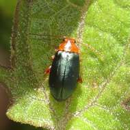 Image de Hemiphrynus intermedius (Jacoby 1884)