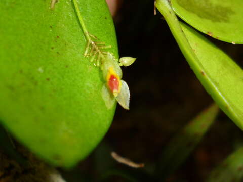 Image of Lepanthes javieri Archila