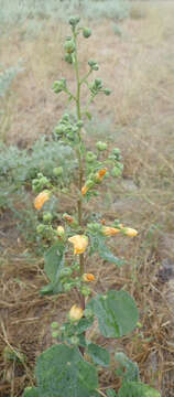 Imagem de Abutilon angulatum (Guill. & Perr.) Mast.