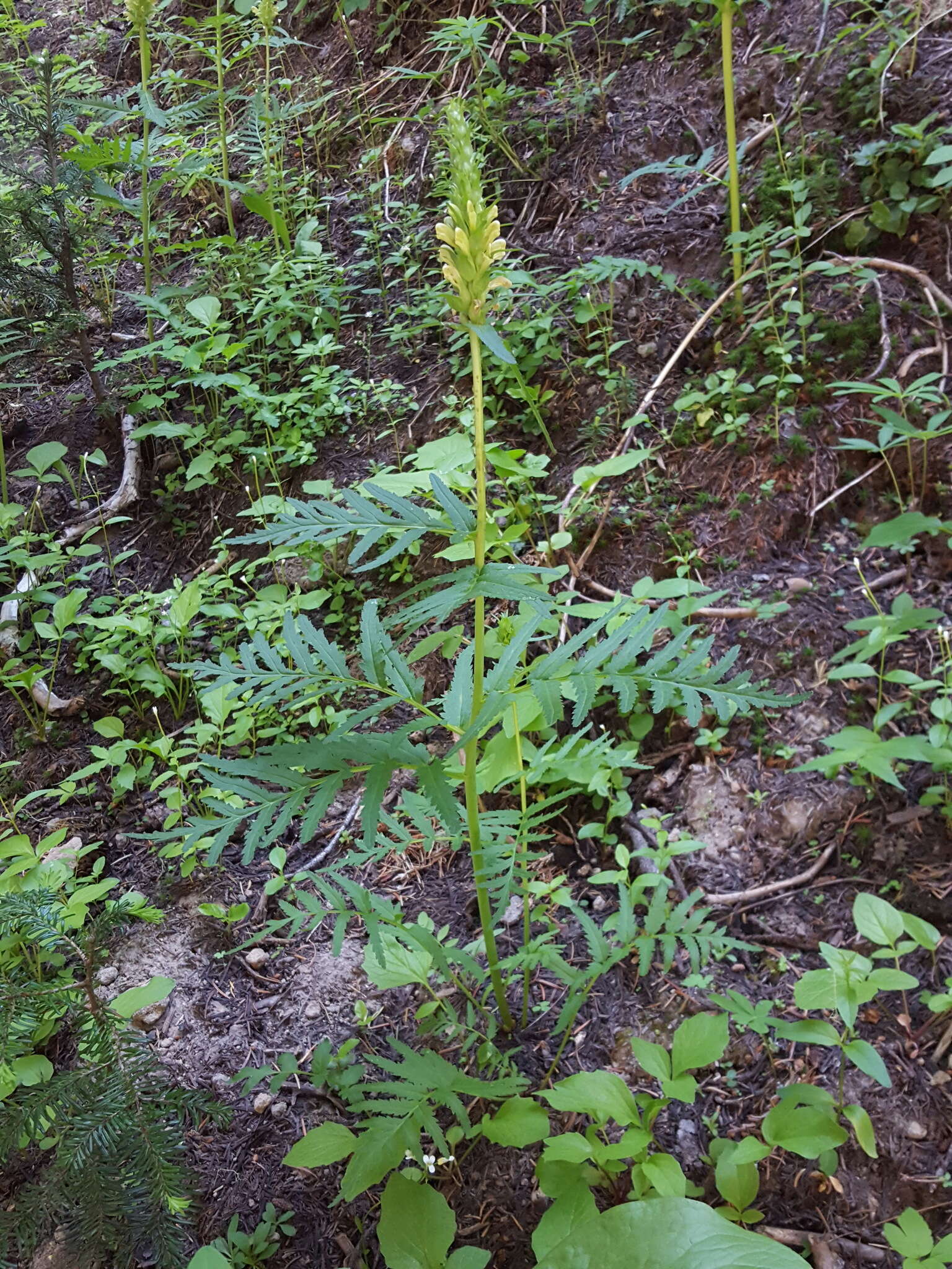 Imagem de Pedicularis bracteosa var. flavida (Pennell) Cronq.