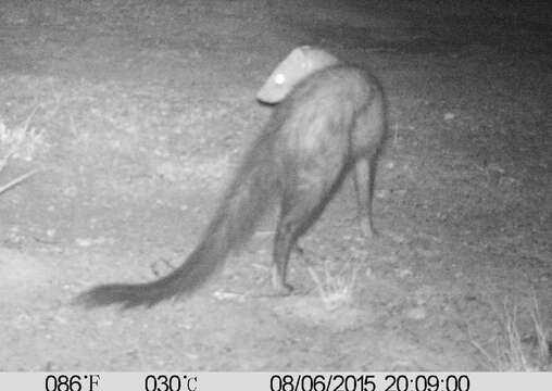 Image of White-tailed Mongoose