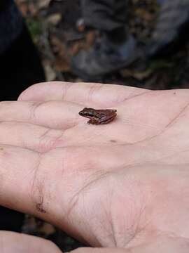 Image of Black-spotted Tree Frog