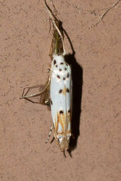 Image of Red-streaked Mompha