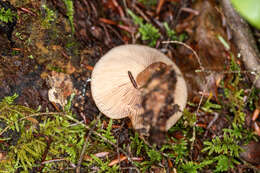 Image of Birch Milkcap