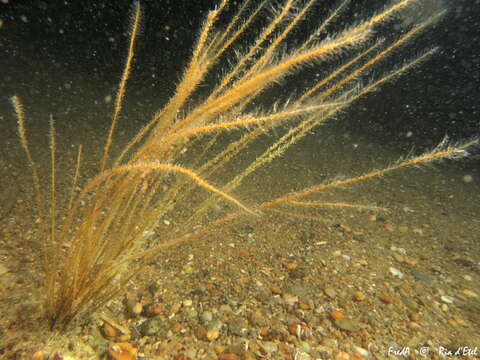 Image of antenna hydroid