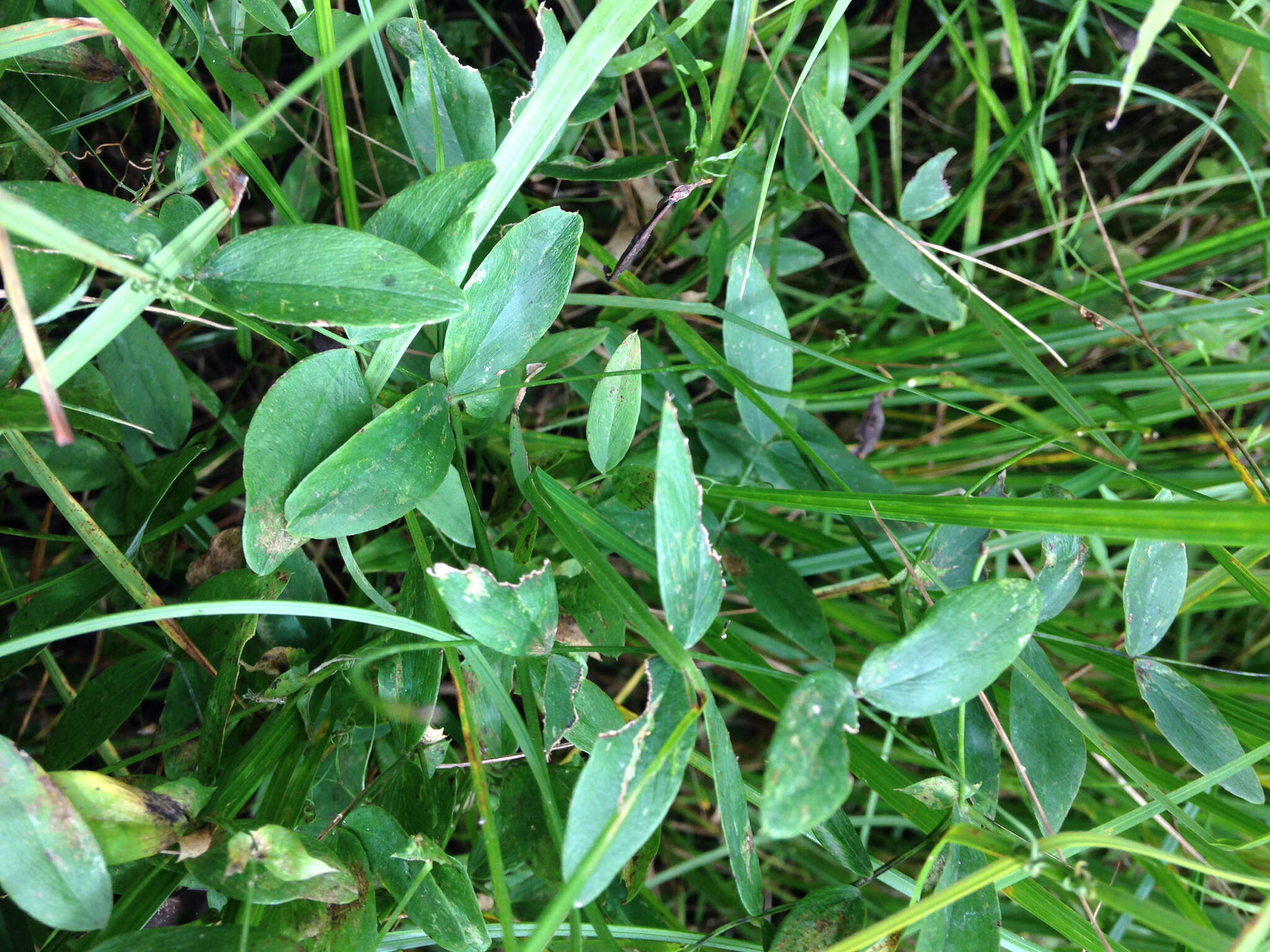 Imagem de Lathyrus palustris L.