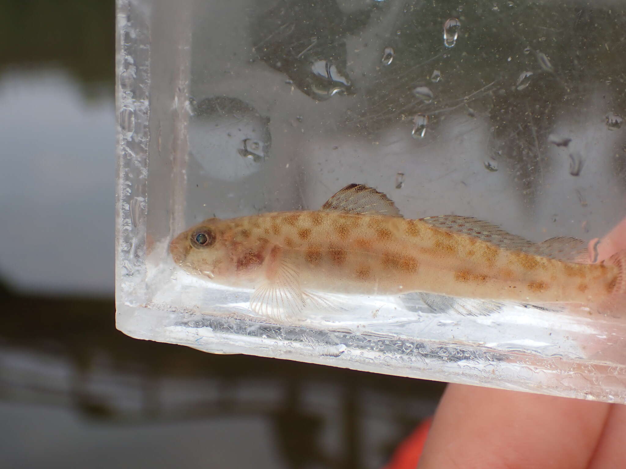 Image of Bay goby