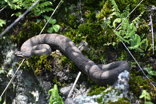 Image of Cross-banded Mountain Rattlesnake