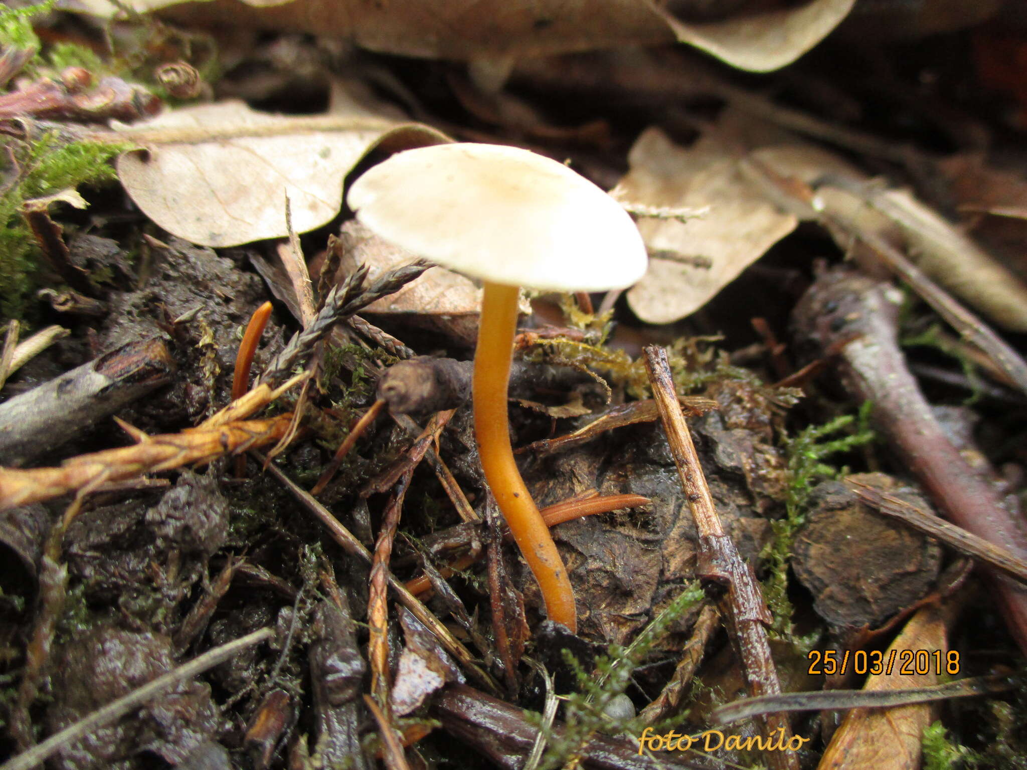 Image of Strobilurus tenacellus (Pers.) Singer 1962