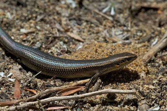 Image of South-western Cool-skink