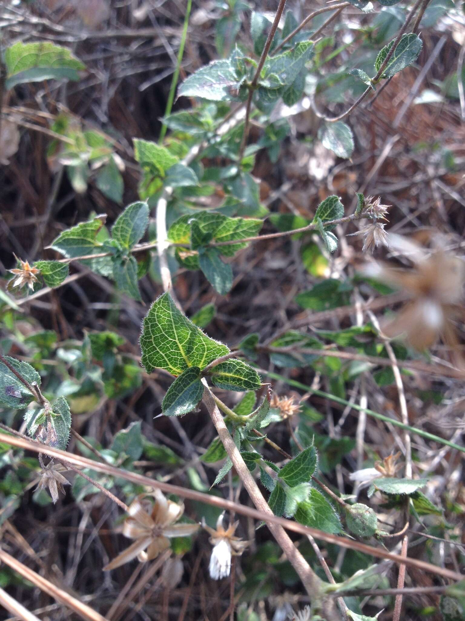 Brickellia cuspidata S. Wats.的圖片