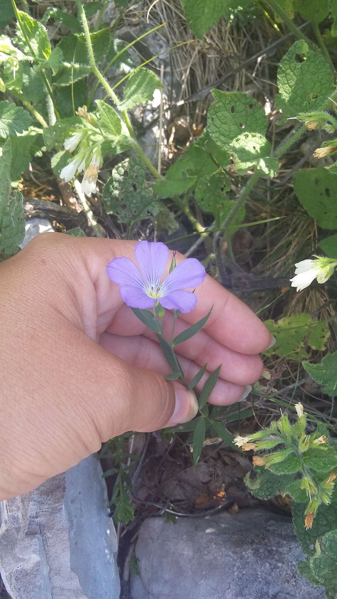 Imagem de Linum nervosum Waldst. & Kit.