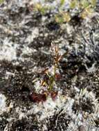 Drosera fimbriata De Buhr的圖片