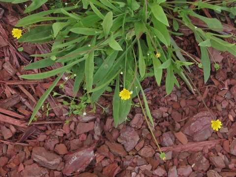 Image of Wright's dwarfdandelion