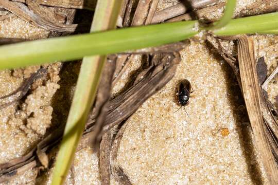 Image of <i>Geocoris uliginosus</i>