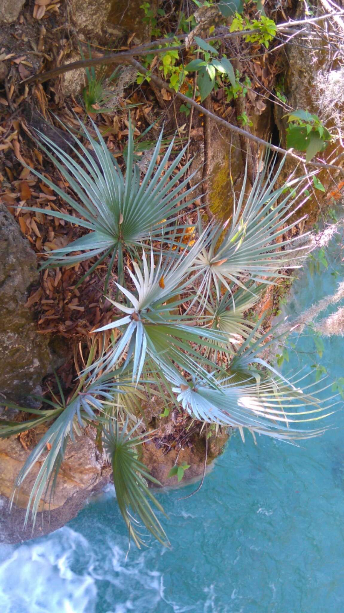 Слика од Brahea decumbens Rzed.