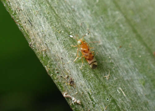 Image of Parasitoid wasp